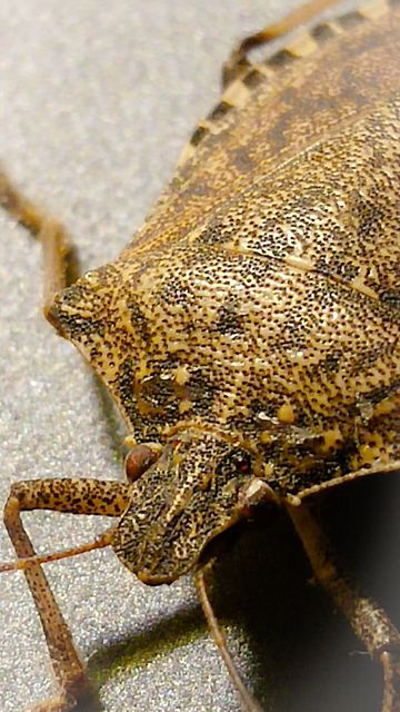 Halyomorpha halys - ázsiai márványospoloska