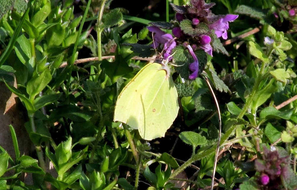 Gonepteryx rhamni - citromlepke