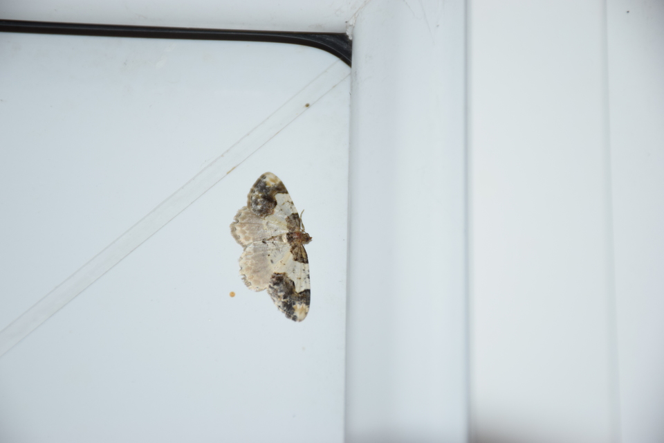Ligdia adustata - barna levélaraszoló