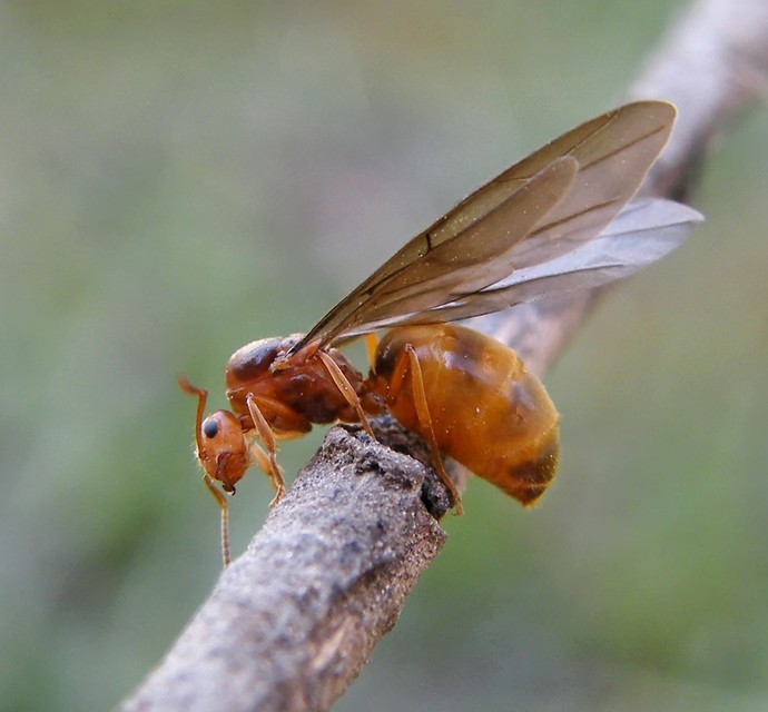 Prenolepis nitens - ragyogóhangya