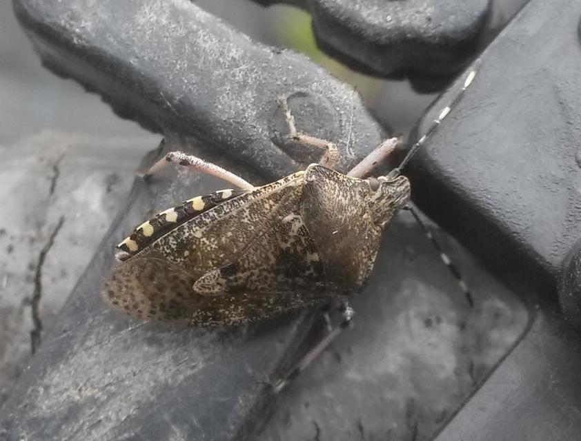 Rhaphigaster nebulosa - bencepoloska