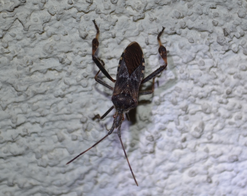 Leptoglossus occidentalis - nyugati levéllábú poloska
