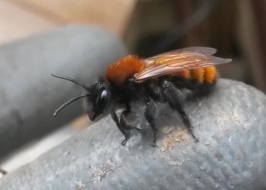 Andrena fulva - sárga bányászméh