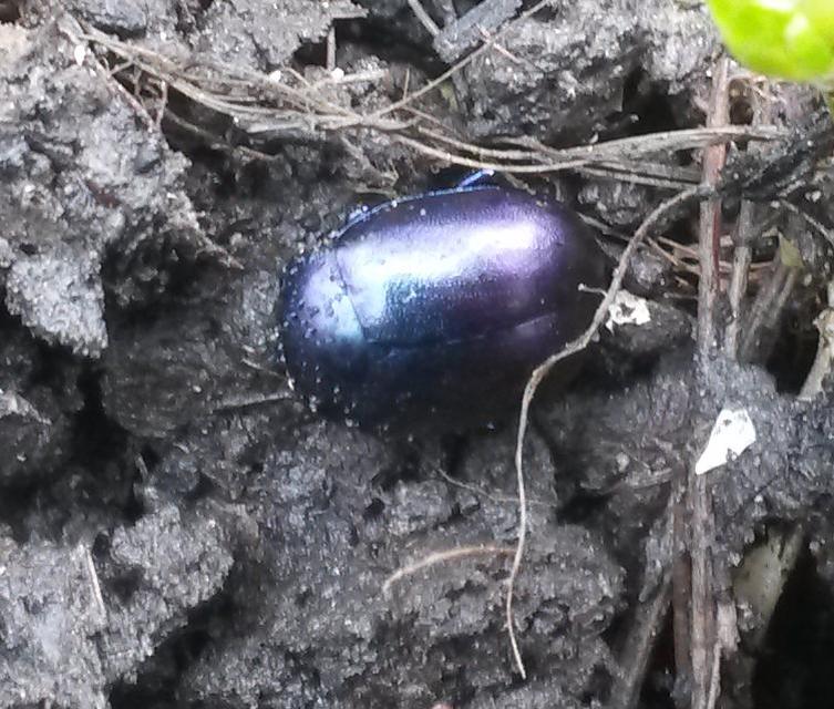 Chrysolina sturmi - vöröslábú levelész