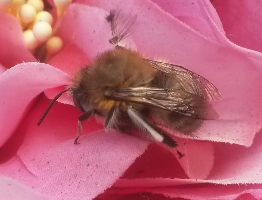 Apidae - méhfélék