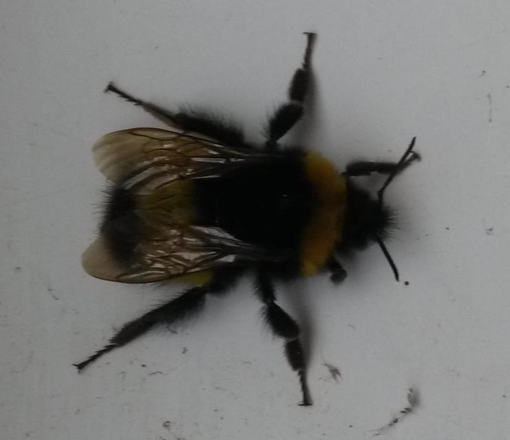 Bombus haematurus - mediterrán poszméh
