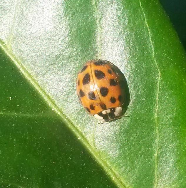 Harmonia axyridis - harlekinkatica