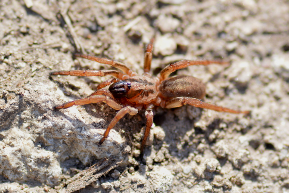 Nemesiidae aknászpókok