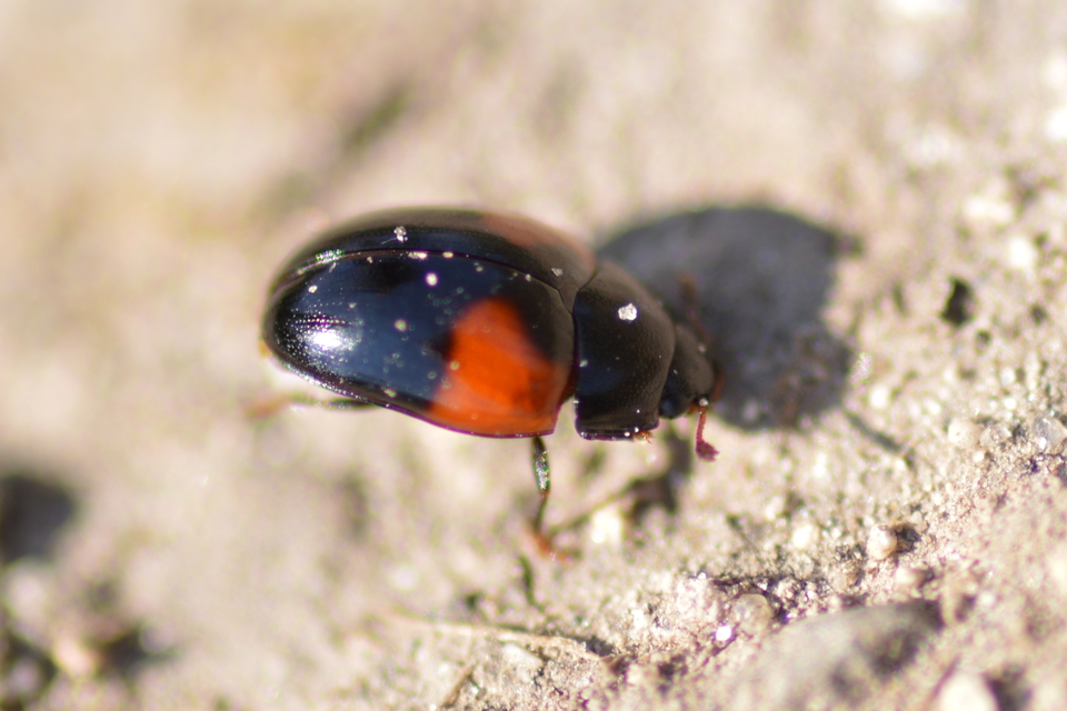 Tritoma bipustulata - feketenyakú tarbogár