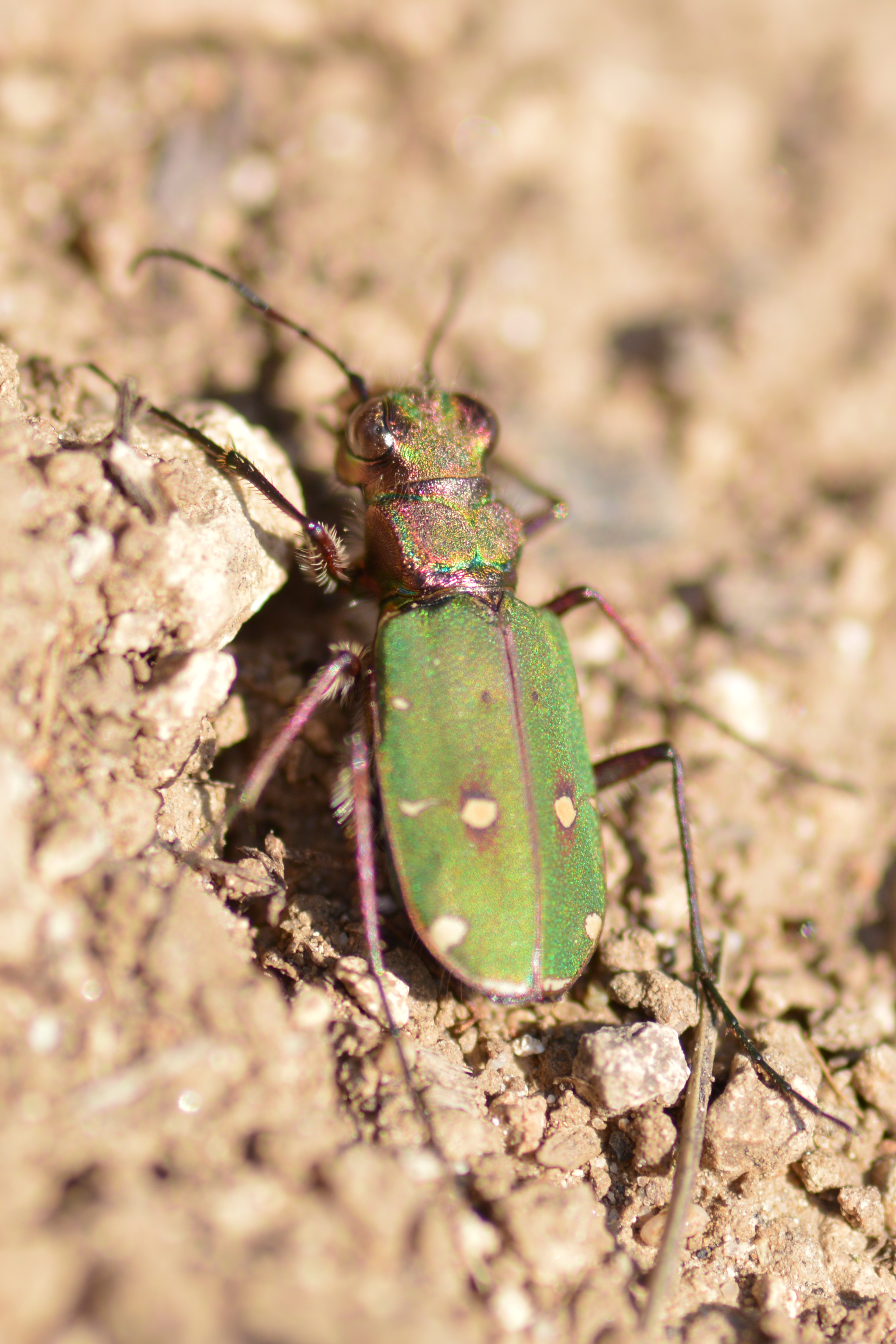 Cicindela campestris - mezei homokfutrinka