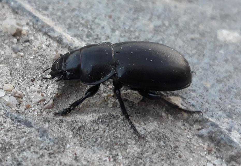 Zabrus spinipes - zömök futó