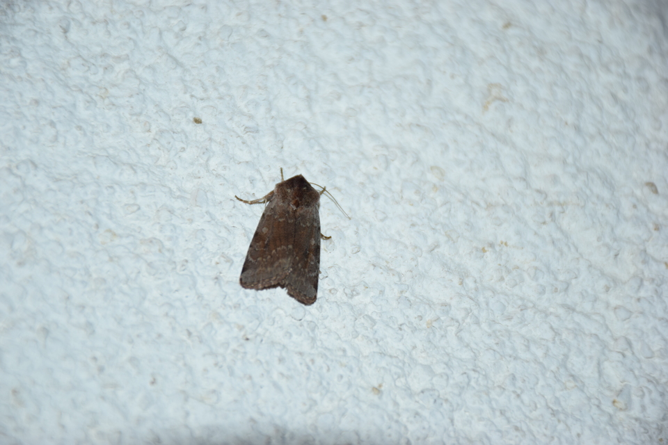 Cerastis rubricosa - vörhenyes tavaszibagoly