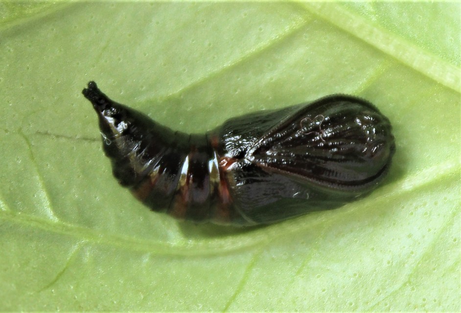 Hyphoraia aulica - barna medvelepke
