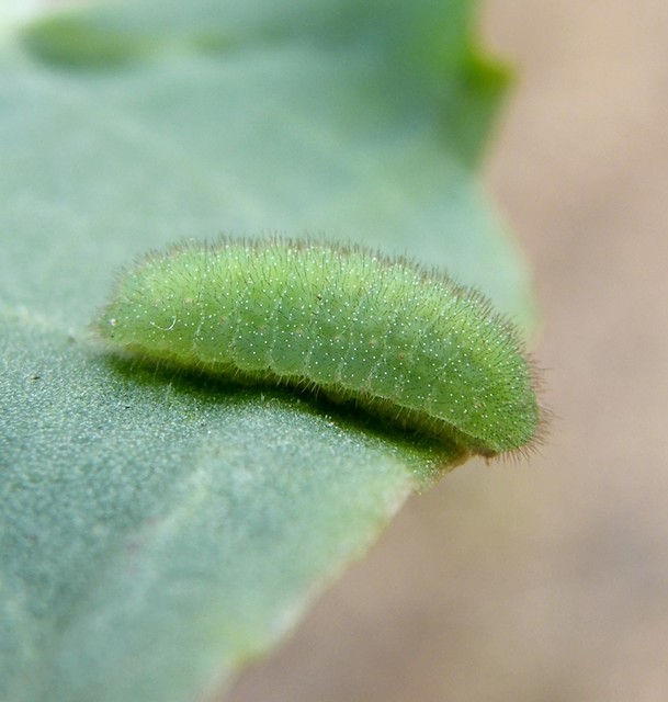 Lycaena