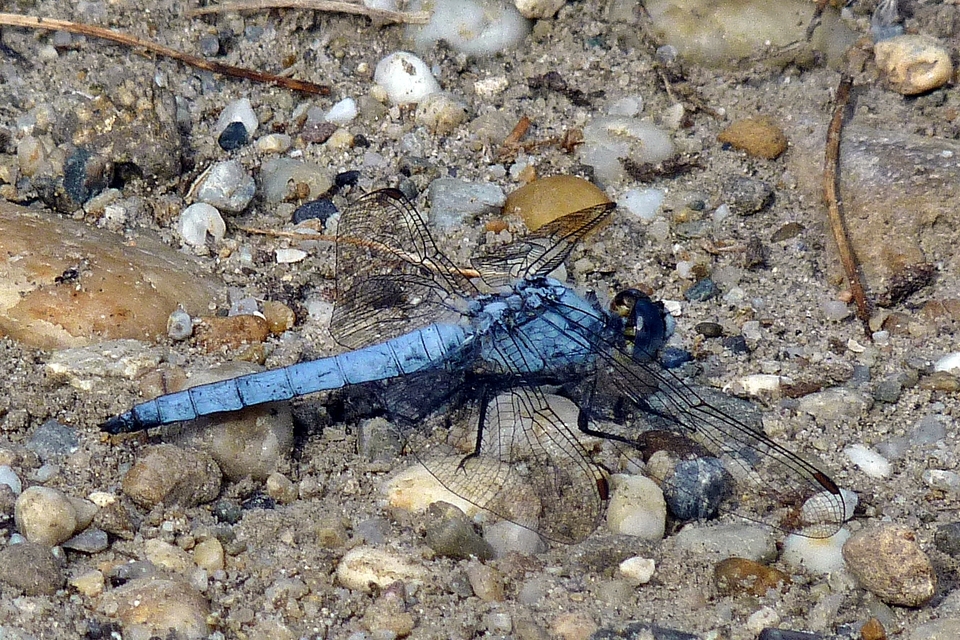 Orthetrum brunneum - pataki pásztorszitakötő