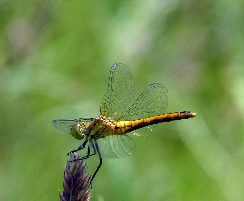 Sympetrum sanguineum - vörös katona-szitakötő