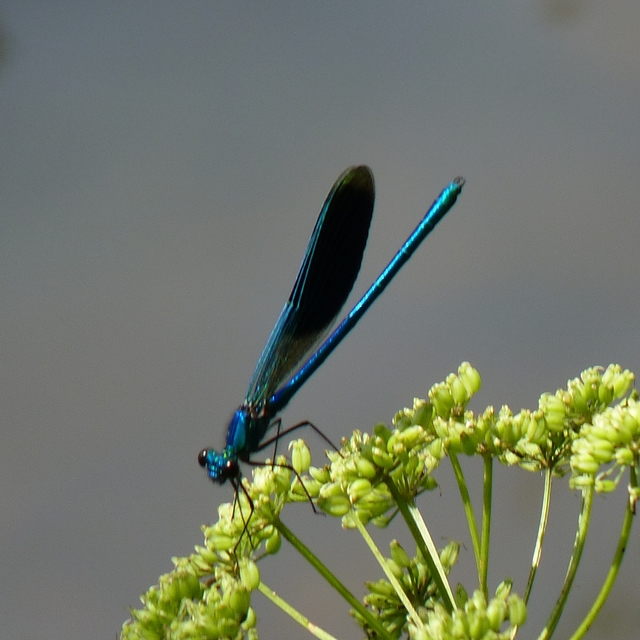 Calopteryx splendens - sávos szitakötő
