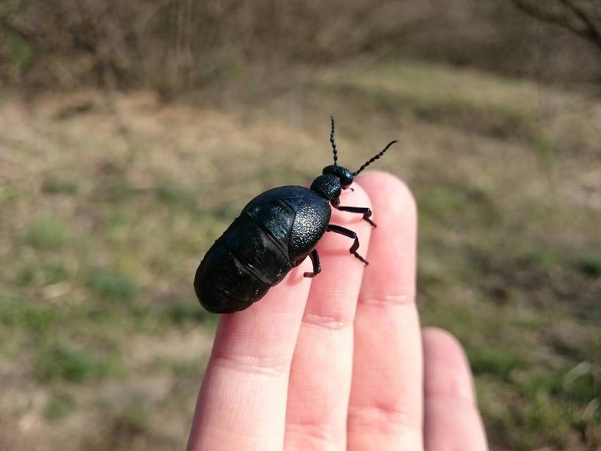 Meloe proscarabaeus - közönséges nünüke