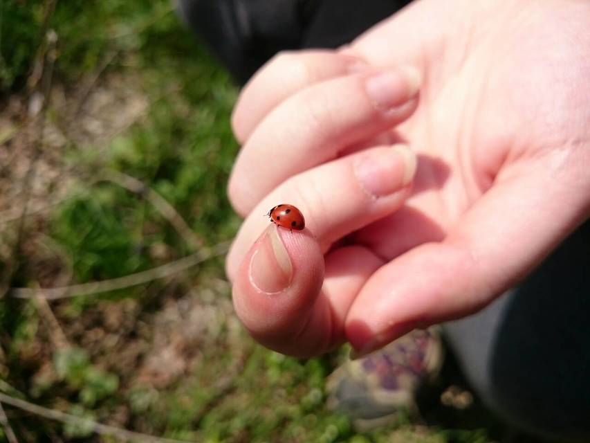 Coccinella septempunctata - hétpettyes katica