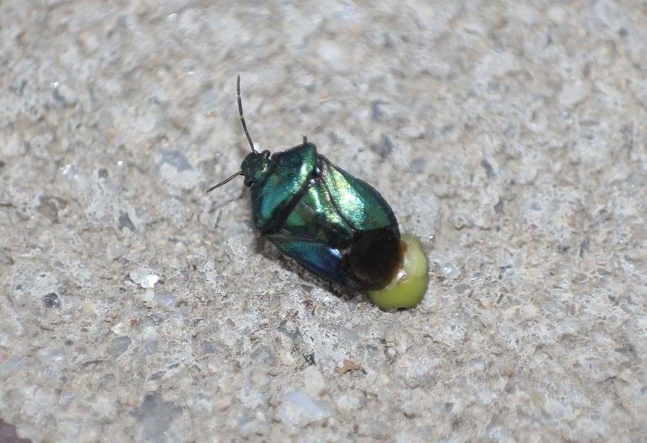 Zicrona caerulea - acélkék poloska Zicrona caerulea - acélkék poloska