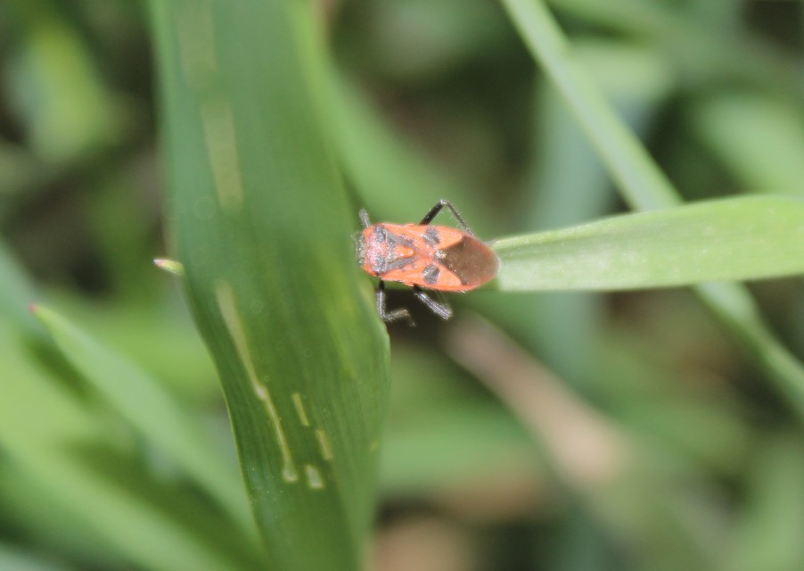 Corizus hyoscyami - piros karimáspoloska