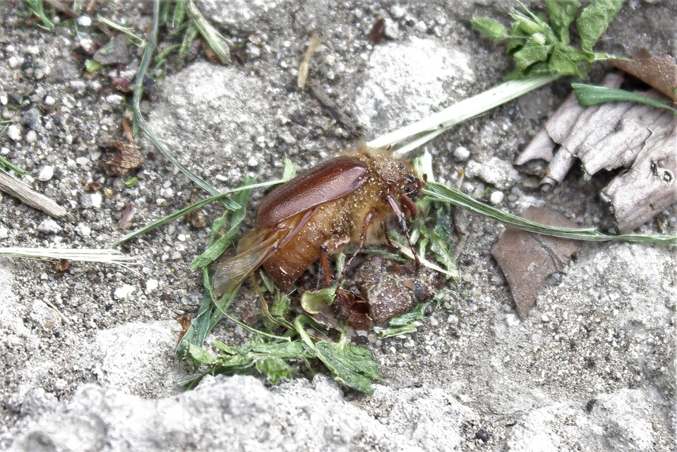 Holochelus aequinoctialis - tavaszeleji cserebogár