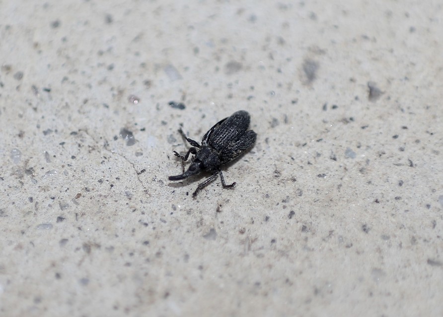 Catapion Catapion
