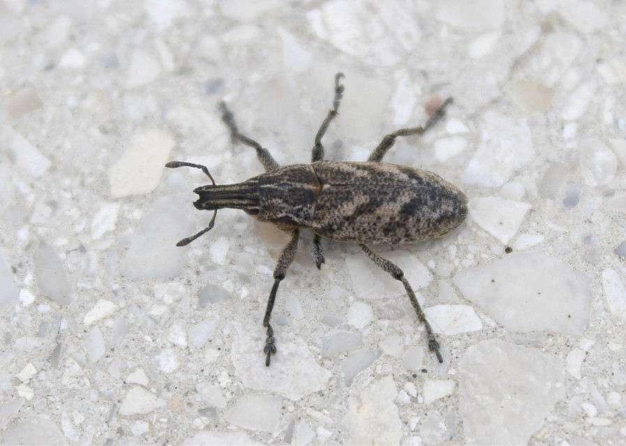 Cleonis pigra - közönséges bogáncsbarkó
