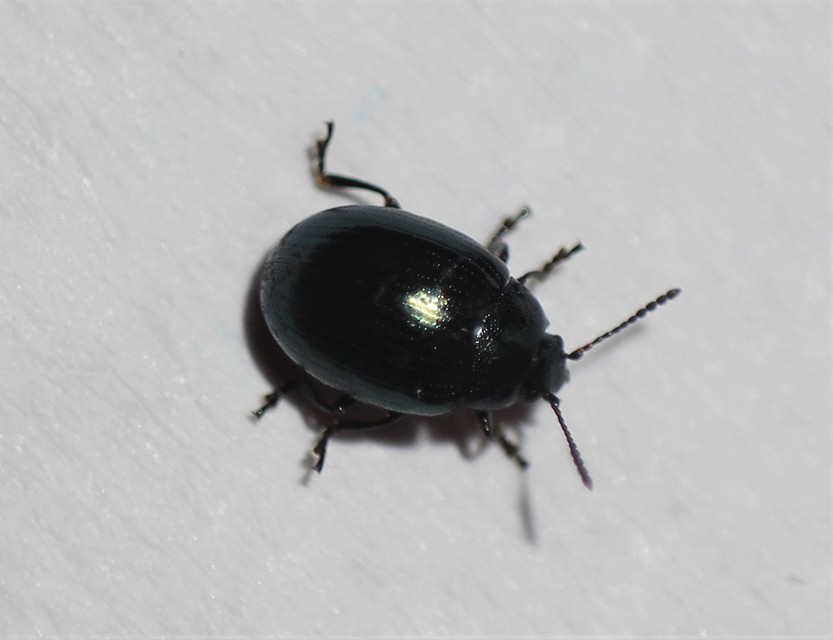 Phaedon cochleariae - vízitorma levélbogár