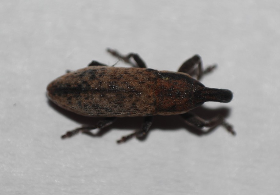 Lixus brevipes - vaskosorrú dudvabarkó