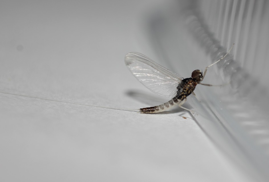 Ephemeroptera - Kérészek