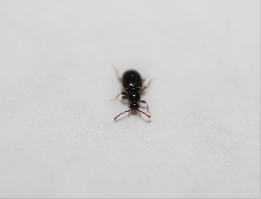 Stenichnus