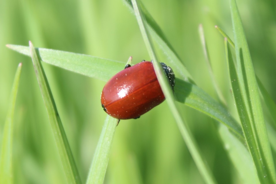 Chrysomela populi - nagy nyárlevelész