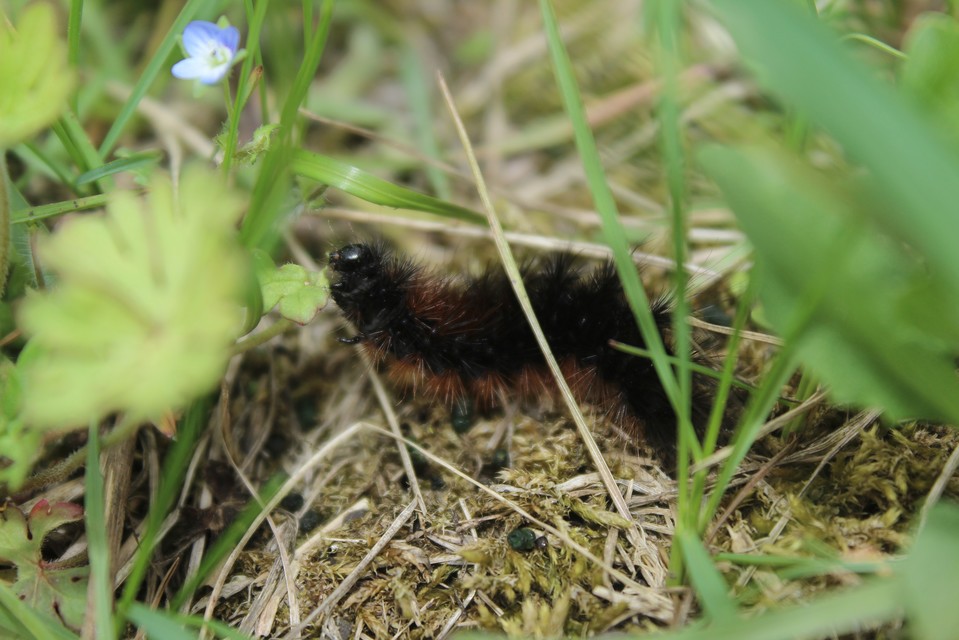 Hyphoraia aulica - barna medvelepke