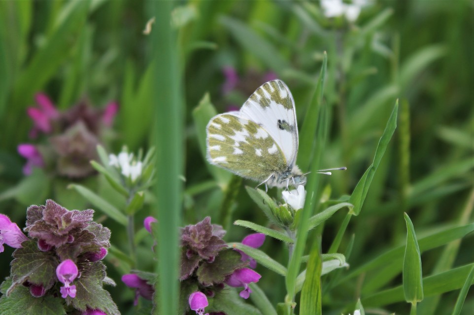 Pontia edusa - rezedalepke