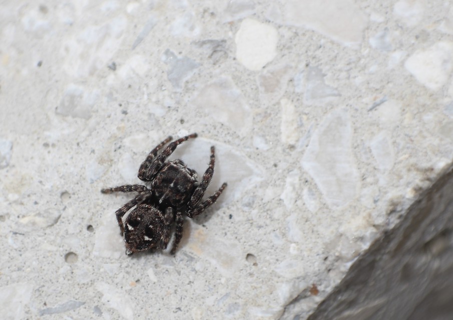 Salticidae - ugrópókok