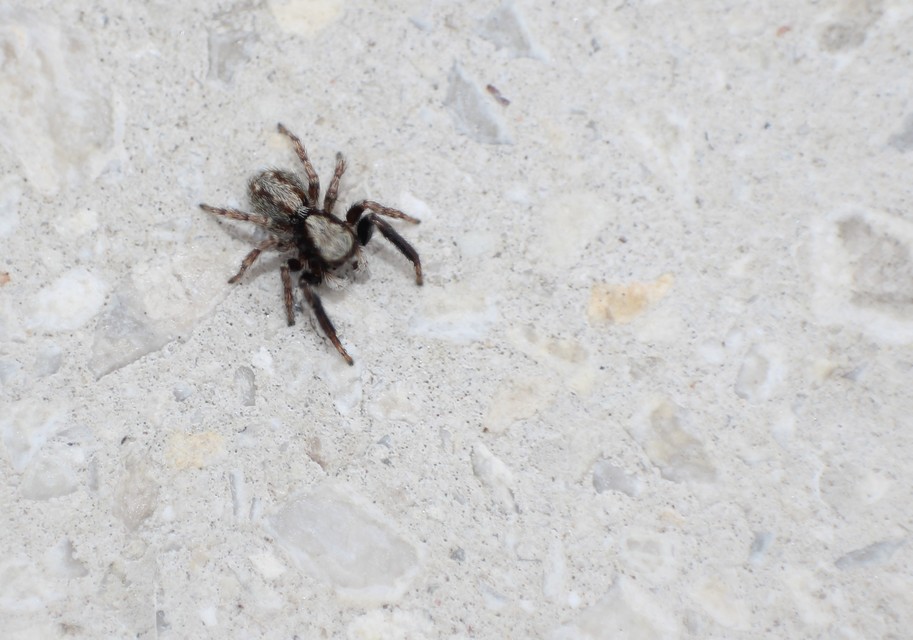 Pseudeuophrys lanigera - szobai ugrópók