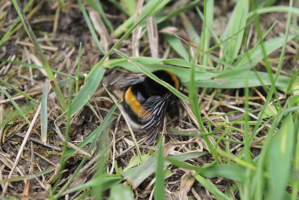 Bombus terrestris/lucorum