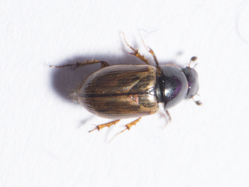 Aphodius prodromus - sárgalábú trágyabogár