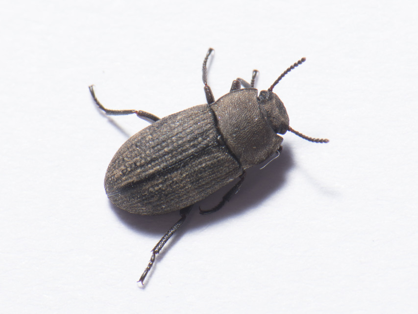 Gonocephalum granulatum pusillum