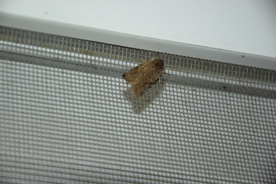 Cerastis rubricosa - vörhenyes tavaszibagoly