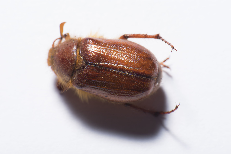 Holochelus aequinoctialis - tavaszeleji cserebogár