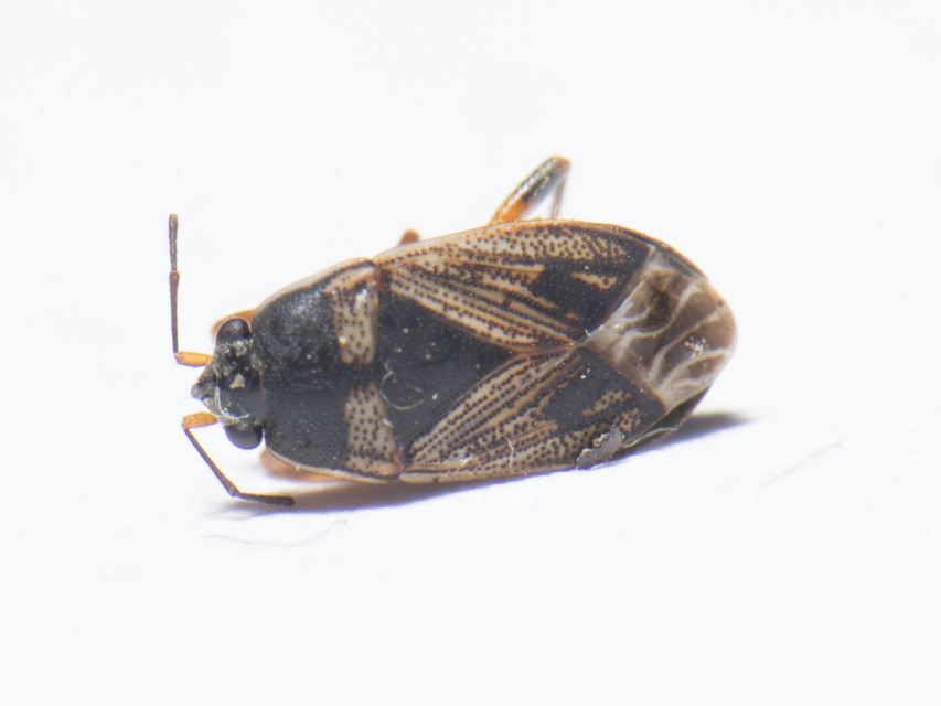 Trapezonotus dispar Trapezonotus dispar