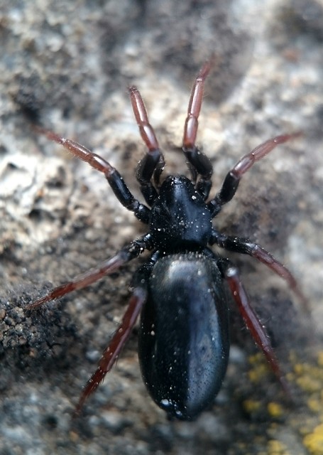 Trachyzelotes pedestris - vöröslábú gyászpók