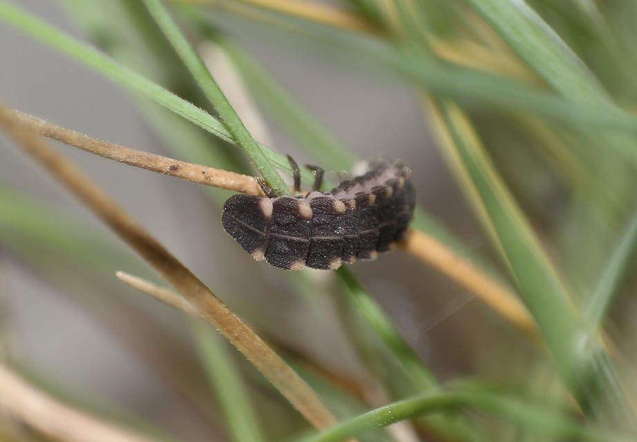 Lampyris noctiluca - nagy szentjánosbogár
