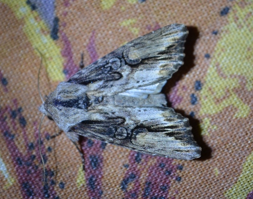 Egira conspicillaris - változékony szürkebagoly