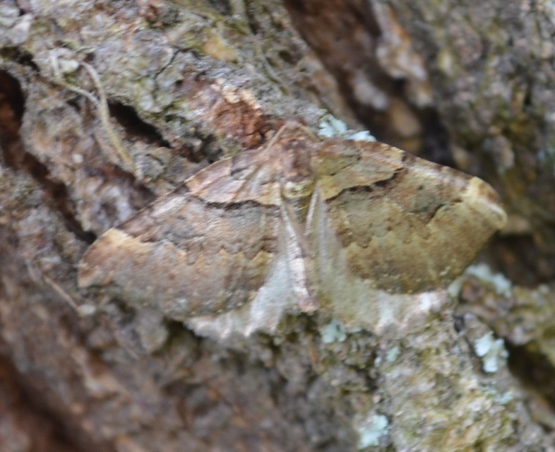 Earophila badiata - csipkerózsa-araszoló