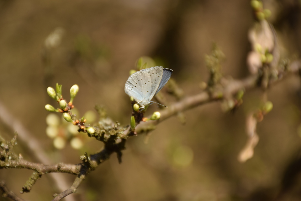 Celastrina argiolus - bengeboglárka