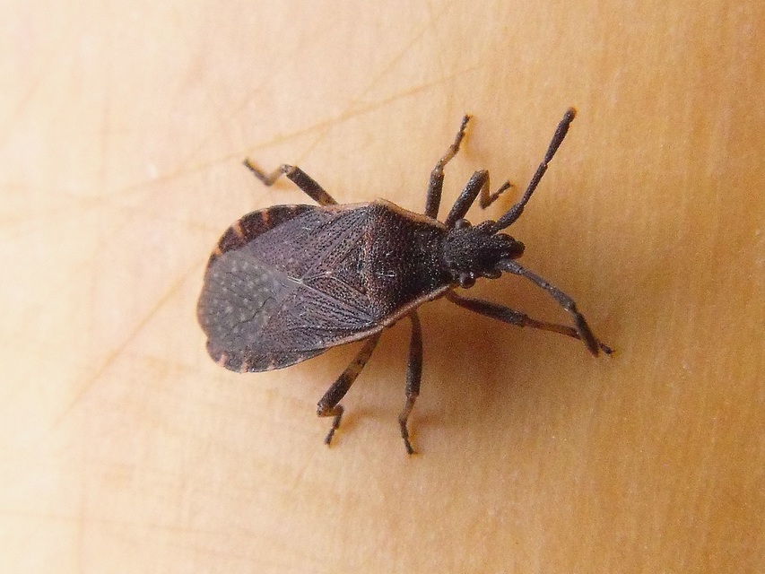 Nemocoris fallenii