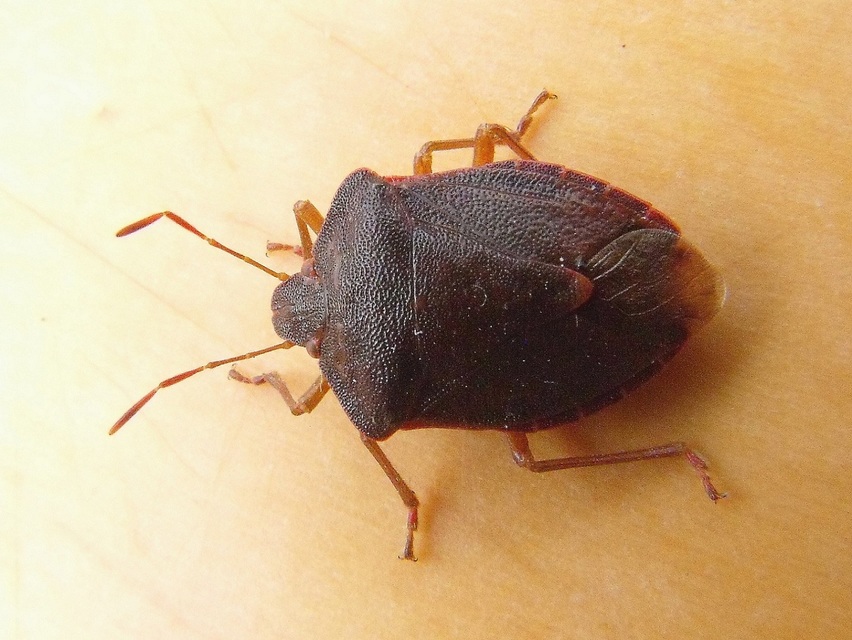 Palomena prasina - zöld bogyómászó-poloska Palomena prasina - zöld bogyómászó-poloska